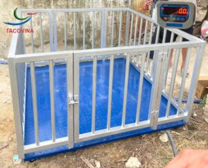 cân động vật heo 1 tân có khoá mở giúp động vật dễ di chuyển