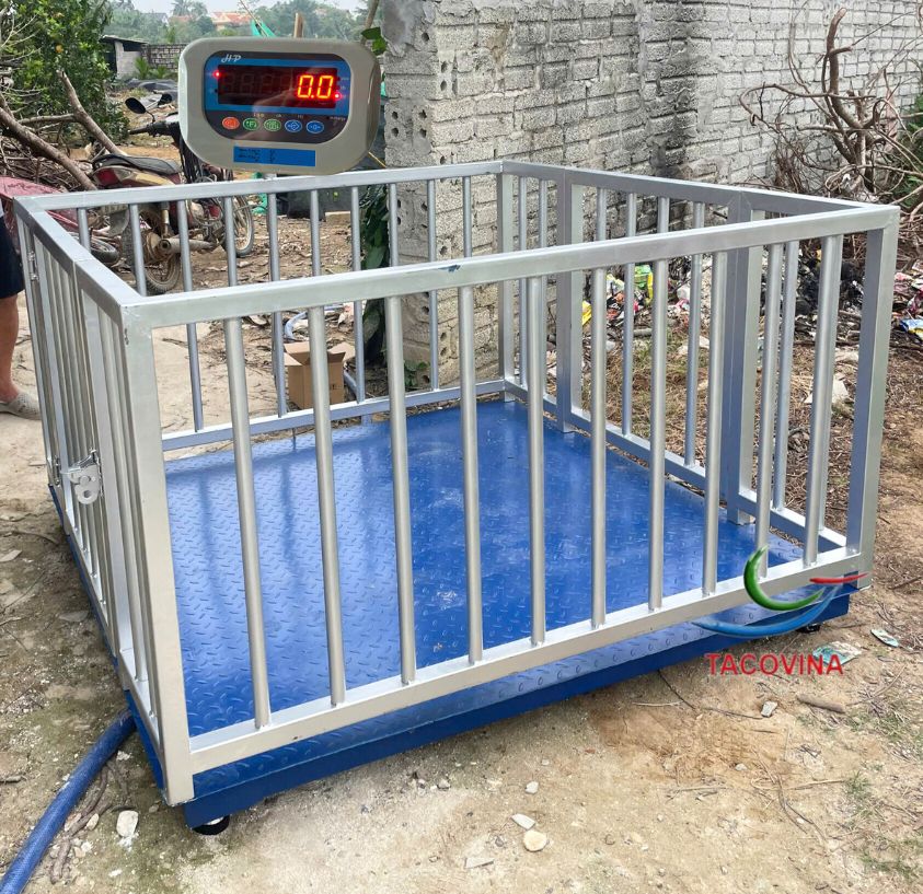 cân sàn hp 1 tấn cân lợn
